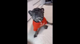 French bulldog becomes 'best friends' with tiny robot companion