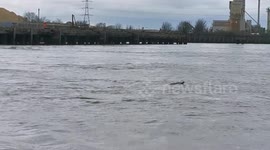 Rare Porpoise Spotted in the Thames River Near Gravesend, UK