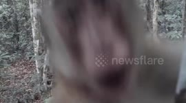 Wild monkey plays peek-a-boo with camera