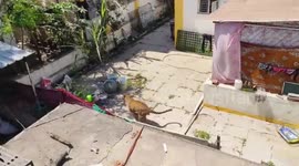 Locals frightened as wild leopard roams town in western India