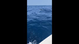 Marine heroes: Iruvai fishing crew rescues turtle from entanglement