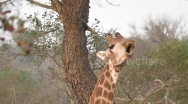 Giraffe pulls comical faces whilst chewing on bone
