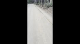 Tarantula hawk drags paralysed tarantula across road in skin-crawling footage