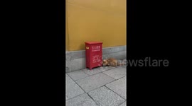 Playful hide-and-seek game between cat and mouse interrupted by visitors at temple in Suzhou, Jiangsu, China