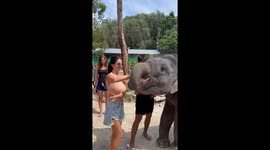 Elephant calf hugs belly of pregnant woman in Thailand