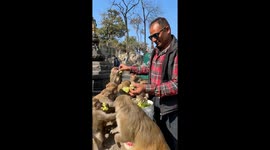 Man Feeds Monkeys a Bucket Full of Grapes