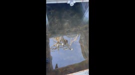 The crabs in the tank almost got him but we got him out in time.