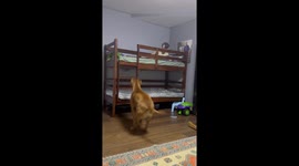 Dog clumsily climbs top bunk to be with his favourite human