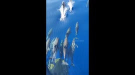 Pod of dolphins race in front of ship in breathtaking scene
