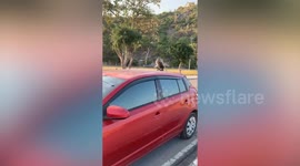 Wild monkeys attack car aerial antenna in Thailand