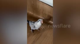 Pet bird collects sticks from living room and hides them behind vinyl floor