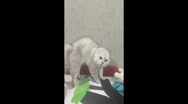 Silver tabby cat arches its body dramatically
