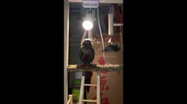 Steam rises from parrot drying off under light