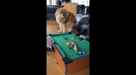 Purrfect shot! Cats take on miniature pool table