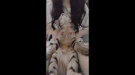 Massaging the cat was so comfortable that the cat actually said so many