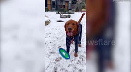 Dog-mum teaches her pup 16 Harry Potter spells - including Accio to recall him and Avada Kedavra to play dead