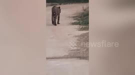 Emaciated wild tiger wanders through village in search of food