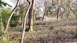 Locals enthralled by elephants' intense brawl in eastern India