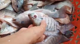 The strange fish has no eyes but still lives and develops normally