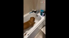 Dog gets a fit of zoomies while in the bathtub *Hilarious Dog Antics*
