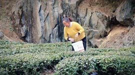 A Tea Plantation in Yichang, China