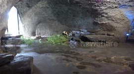 Giant panda fantastic gate to discover China: Belgian animal park founder