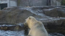 Melting Ice Threatens Survival of Iconic Arctic Bear Species in Vienna, Austria
