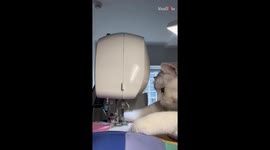 Cute Cat proves herself the master seamstress by sewing a bag *Hilarious*