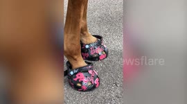 Shoe artist makes custom trainers and Crocs - for horses