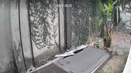 Owner chases away monitor lizard feasting on his koi fish