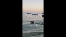 Pet dog shows off skim boarding skills on beach