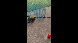Escape Artist Parrot Just Wants His Ball