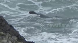 Towan  Seal 2, a friendly seal hiding from the storm in Towan Bay, North Cornwall