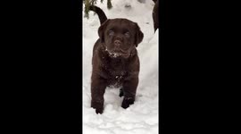 Labrador Puppies Meet Snow for the First Time