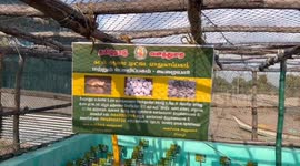Indian wildlife officials release 1,000 turtle hatchlings into sea