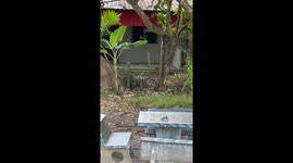 Plucky pet dog squares off with HUGE king cobra snake