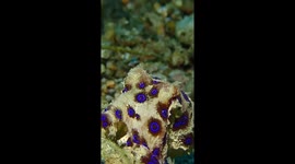 Camouflaged brilliance: octopus reveals stunning blue rings in Japanese waters
