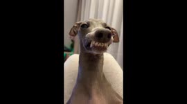 Smiling dog. The dog always has a smile on her face when she is happy. Italian greyhound is the most smiling dog .