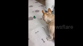 French bulldog's hilarious imitation of toy frog's moves leaves owner in stitches
