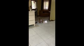 Winter the Shih Tzu masterfully ascends stairs backwards