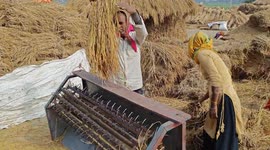 Wheat paddy cleaning in Northern India