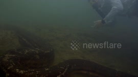 Scientist swims next to huge anaconda in Brazil