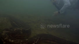 Close Underwater Encounter With Giant Anaconda in State of Mato Grosso, Brazil