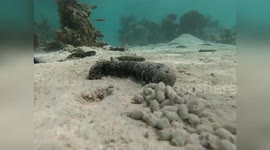 Overharvested Sea Cucumbers Make Essential Work for Coral Protection