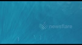Striped Marlin's Spectacular Color Change Unveiled in Daring Predatory Strategy
