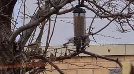 Hooded man with axe chopped down tree in a 'row over birdfeeders' terrified locals claim