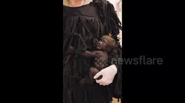 Premature baby gorilla rejected at birth being cared for by keepers wearing 'gorilla suit' to mimic mum's fur