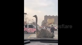 Runaway ostriches dash among vehicles on busy Chinese road
