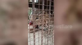 Leopard captured after wreaking havoc in central India