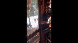 Washington homeowner feeds curious deers cookies